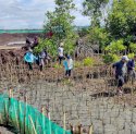 Rawat Ekosistem Laut, DKP Sulsel Tanam 38 Ribu Batang Mangrove di Bone   
