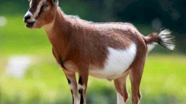 RPH Makassar Jamin Ketersediaan Hewan Kurban