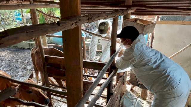 Satgas PMK Makassar melakukan pemerikasaan terhadap hewan kurban yang tersebar di sejumlah titik di Makassar/IST