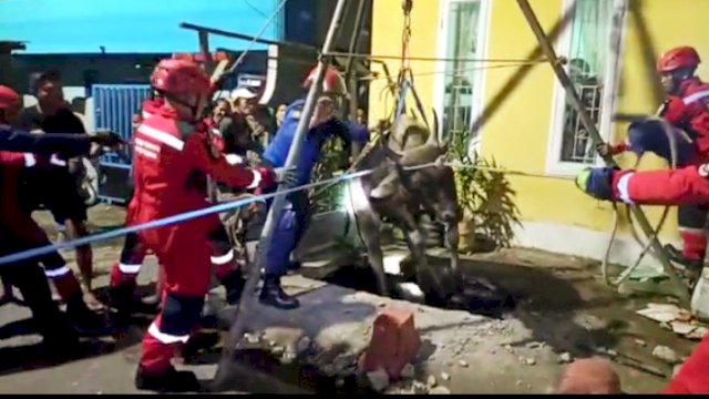 Dramatis! Sapi Kurban yang Terperosok di Selokan Dievakuasi Pakai Tripod 