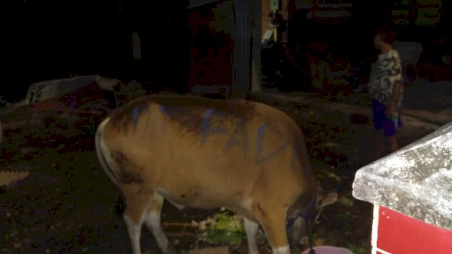 Dokter Fadli Ananda Kurban 6 Ekor Sapi, Ini Lokasinya