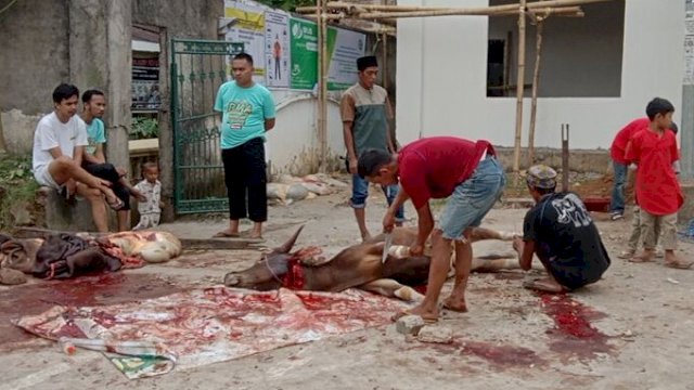 Suasan penyembelihan sapi di Masjid Agung Maros pada Minggu (10/7/2022). (Foto: Nirwana/PM)