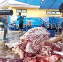 Pelindo Regional 4 Berkurban 53 Ekor Sapi untuk Dibagi ke Masyarakat Miskin