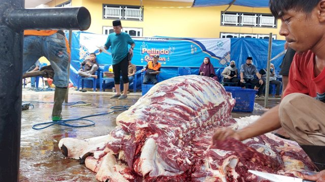 PT Pelabuhan Indonesia (Persero) Regional 4 menyiapkan 53 ekor sapi kurban pada Perayaan dul Adha 1443 Hijriah/IST