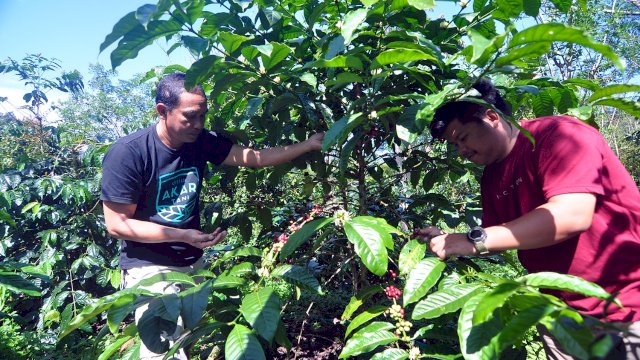 Koperasi Akar Tani Kolaborasi RECOFTC Indonesia Berdayakan Petani Kopi di Kab. Bantaeng