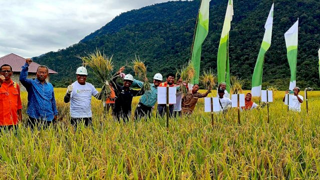 Petani Binaan PT Vale Gelar Panen Raya SRI Organik di Desa Kolono