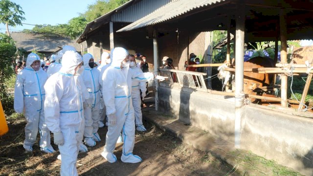 Penanganan virus PMK oleh tim Dinas Peternakan dan Kesehatan Hewan Sulsel/IST