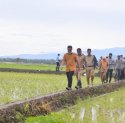 Pemprov Sulsel Bagikan Benih Padi Gratis untuk 35.476 Orang Petani 