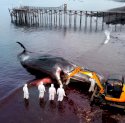 Bangkai Paus Sperma Terdampar di Pantai Bulusan Sulit Dievakuasi