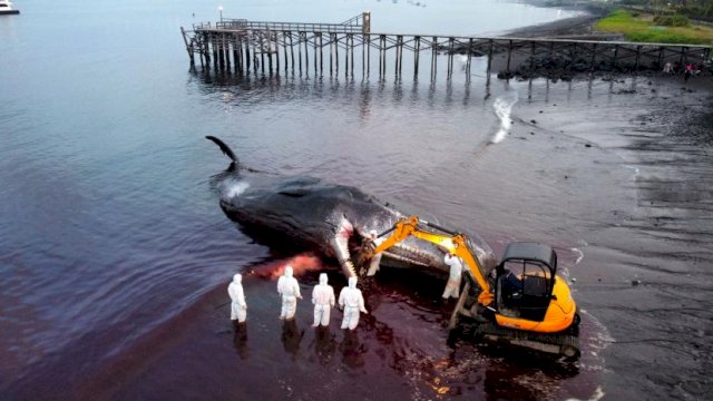 Bangkai Paus Sperma Terdampar di Pantai Bulusan Sulit Dievakuasi