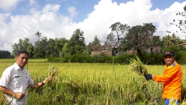 Program Mandiri Benih oleh Pemerintah Provinsi Sulawesi Selatan di Kabupaten Sinjai mulai memasuki musim panen.