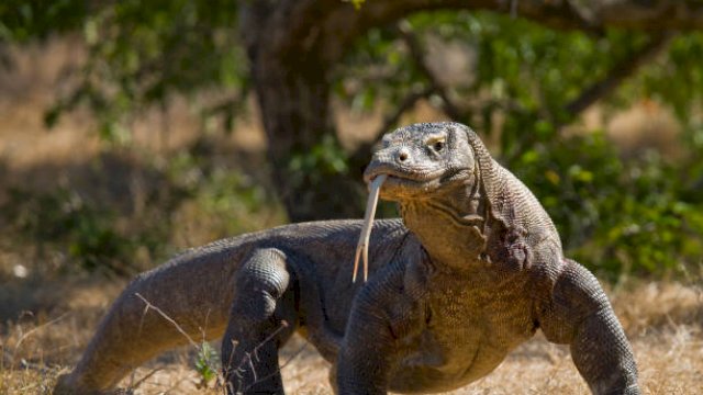 Tarif baru tiket masuk Taman Nasional Komodo berlaku mulai 1 Agustus 2022. Foto: ist