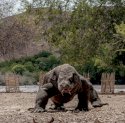3 Catatan Kritis terkait Tarif Wisata Komodo