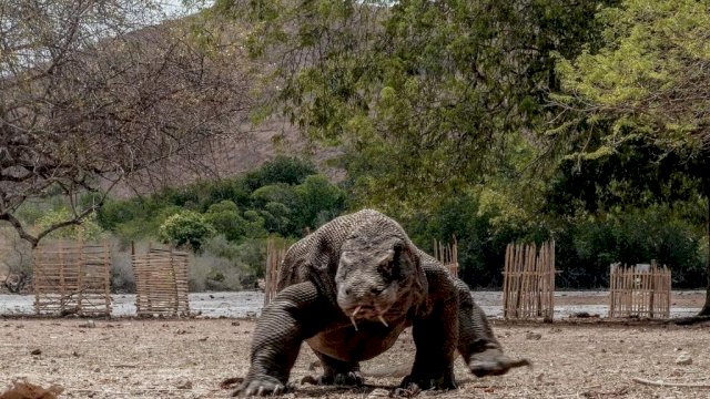 Komodo