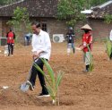 Kurangi Ketergantungan Impor, Jokowi: Gandum Bisa Dicampur Sagu