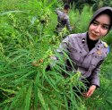 Legalisasi Ganja di Aceh, Bila Terwujud Akan Menambah Pendapatan Asli Daerah