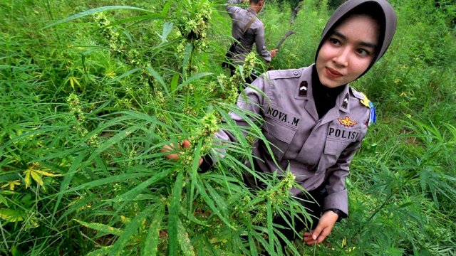 Legalisasi Ganja di Aceh, Bila Terwujud Akan Menambah Pendapatan Asli Daerah