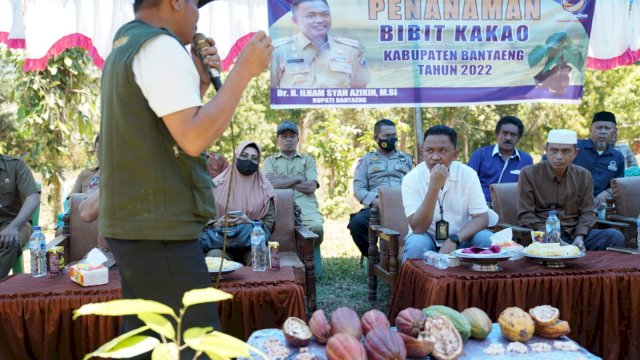 Pemerintah Kabupaten Bantaeng mulai melakukan penanaman perdana bibit kakao di dua kecamatan di Kabupaten Bantaeng, Selasa 6 September 2022/IST