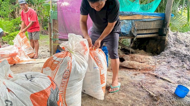 ASN di Kabupaten Luwu Utara , Alisman memanfaatkan sagu untuk makanan ikan/IST
