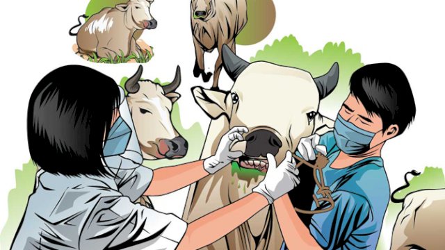 Pemprov Sulsel Intensifkan Vaksinasi PMK untuk Kendalikan Penyebaran di 7 Kabupaten