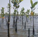 Peringati HUT Sulsel Ke-353, Pemprov Bakal Tanam 2.240 Ribu Mangrove