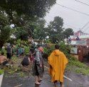 Pohon Tumbang Timpa Rumah dan Mobil di Makassar