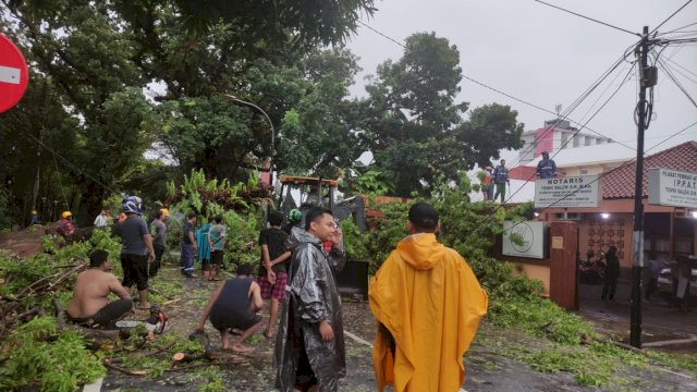 Sejumlah pohon tumbang akibat hujan deras dan angin kencang yang terjadi di Makassar. Salah satunya berasa di Jalan Lamadukelleng Kota Makassar(Portal Media/Al Fathir) 