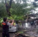 Akibat Cuaca Buruk, Mobil Taksi Online Rinsek Tertimpa Pohon Tumbang
