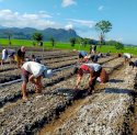 Berkat Bantuan Bibit Bawang Merah PLN, Warga Desa Lamboko Kian Sejahtera