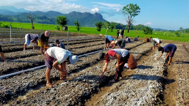 Pengembangan pertanian oleh PLN di Kelompok Tani Saromase di Desa Lampoko, Kecamatan Balusu, Kabupaten Barru, Provinsi Sulawesi Selatan/IST