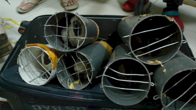 Sebanyak 21 Satwa berhasil diamankan tim gabungan. Foto: dok