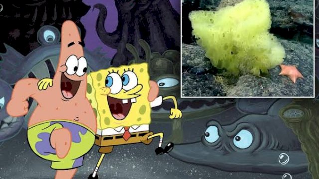Unik, Ilmuwan Temukan Spongebob dan Patrick di Dunia Nyata