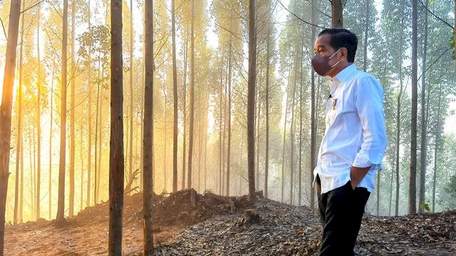 Jokowi menikmati sunrise di kaswasan IKN. Foto: ist