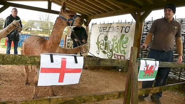 Cara hewan Alpaka meramal pertandingan 