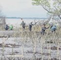 DKP Sulsel Gandeng Masyarakat Pelestari Lingkungan Tanam 40 Ribu Batang Mangrove di Pesisir Wajo   