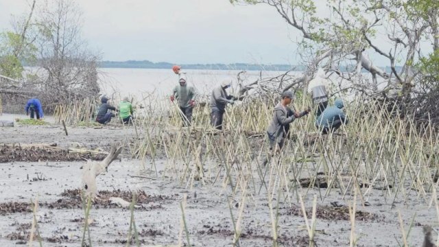 Penanaman Mangrove dilakukan di Kelurahan Akkajeng, Kecamatan Sajoanging, Kabupaten Wajo sebanyak 40.000 batang mangrove