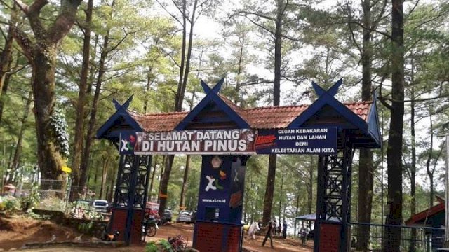 Kawasan hutan pinus Malino, Foto: Ist