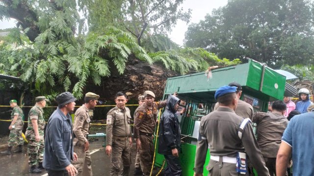 Pohon besar trembesi tumbang menimpa 5 warga di Jalan Sudirman, Makassar. Foto: 