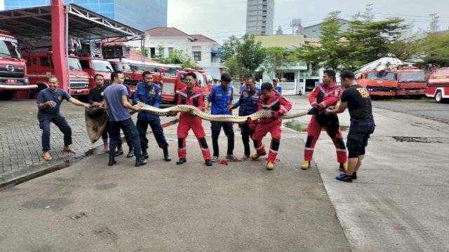 Penampakan ular piton yang ditangkap di pemukiman padat penduduk Makassar, Minggu (25/12/2022) siang. Ular sepanjang 8 meter ini ditemukan di plafon rumah. (Reza/portalmedia)