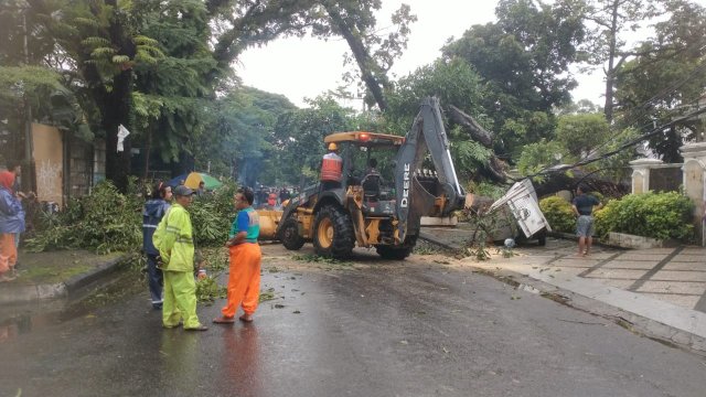 Proses evakuasi pohon tumbang di depan kediaman Aksa Mahmud (ist)