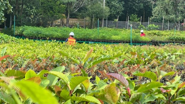 PT Vale Gaet PPI KLHK Antisipasi Kebakaran Hutan dan Lahan di Luwu Timur