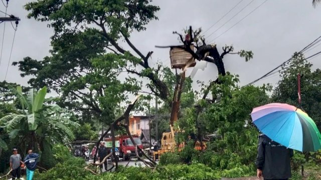 Pohon Tumbang yang terjadi di Jalan Yusuf Bauty, Gowa beberapa waktu lalu akibat cuaca ekstrem/Ist