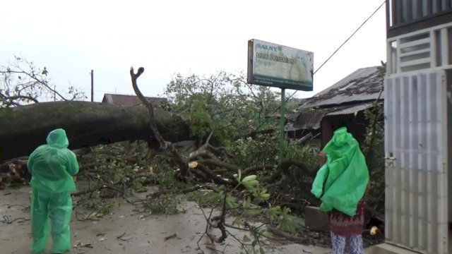 Pohon tumbang di Takalar