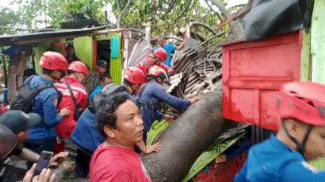 Pohon Tumbang di Awal Tahun 2023: Timpa Rumah Kakek, Beruntung Diselamatkan Damkar Makassar