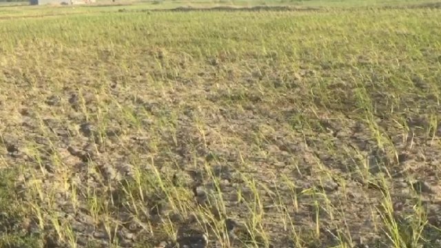 Puluhan hektare tanaman padi di dua kecamatan di Kabupaten Jeneponto, Sulawesi Selatan, terancam gagal panen karena kekeringan. (Portal Media/Akbar Razak) 