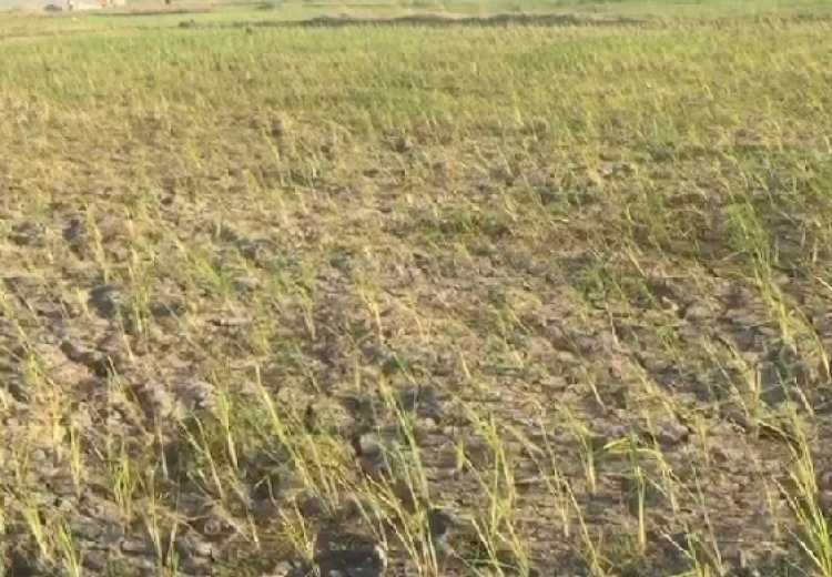 Sawah Kekeringan, Petani Jeneponto Terancam Gagal Panen