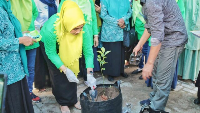 Budidaya tanaman jeruk keprok oleh TP PKK Selayar untuk mengembalikan kejayaan jeruk khas di Selayar/Ist