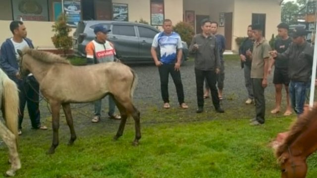 Barang bukti curian tiga ekor kuda yang berhasil diamankan di Polsek Manuju, Gowa/Ist