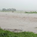 Imbas Pendangkalan Sungai, Puluhan Hektare Sawah Warga Jeneponto Terendam Banjir