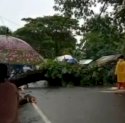  Pohon Tumbang Akibat Cuaca Buruk Tutup Ruas Jalan Poros Penghubung Gowa-Takalar
